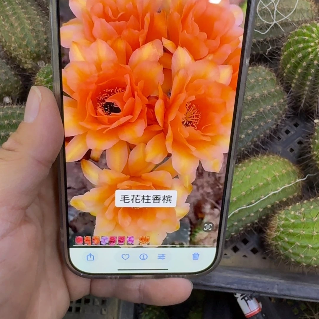 389毛小香槟歪无根侧牙5公分左右，20包邮