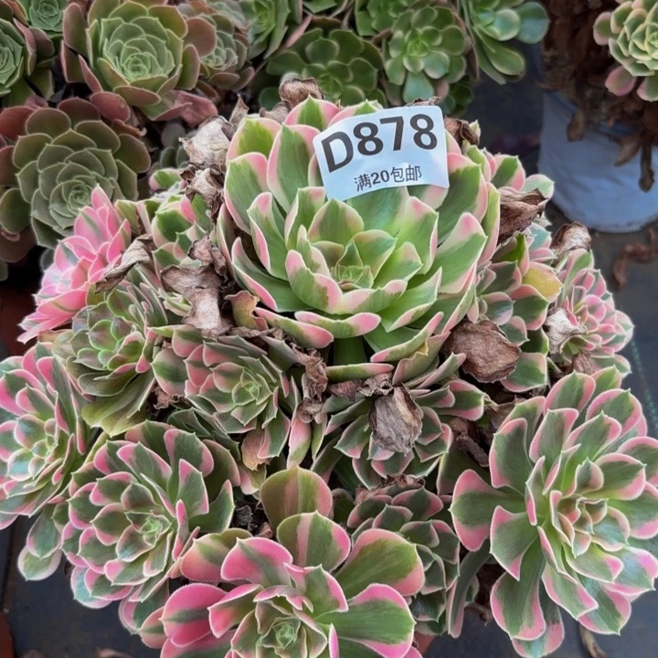 瑞妈多肉植物，878初恋