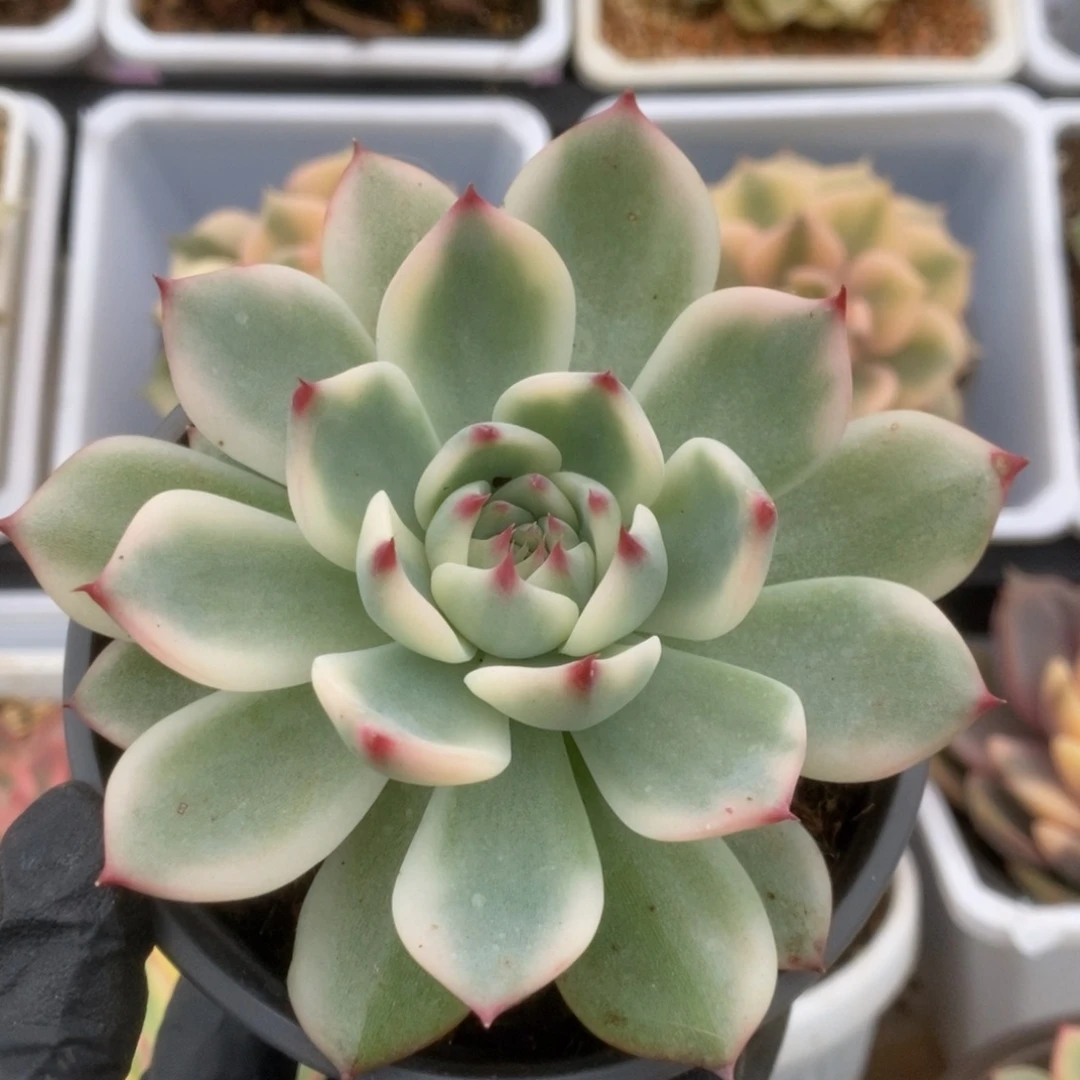 695锦锦锦锦锦锦锦锦锦