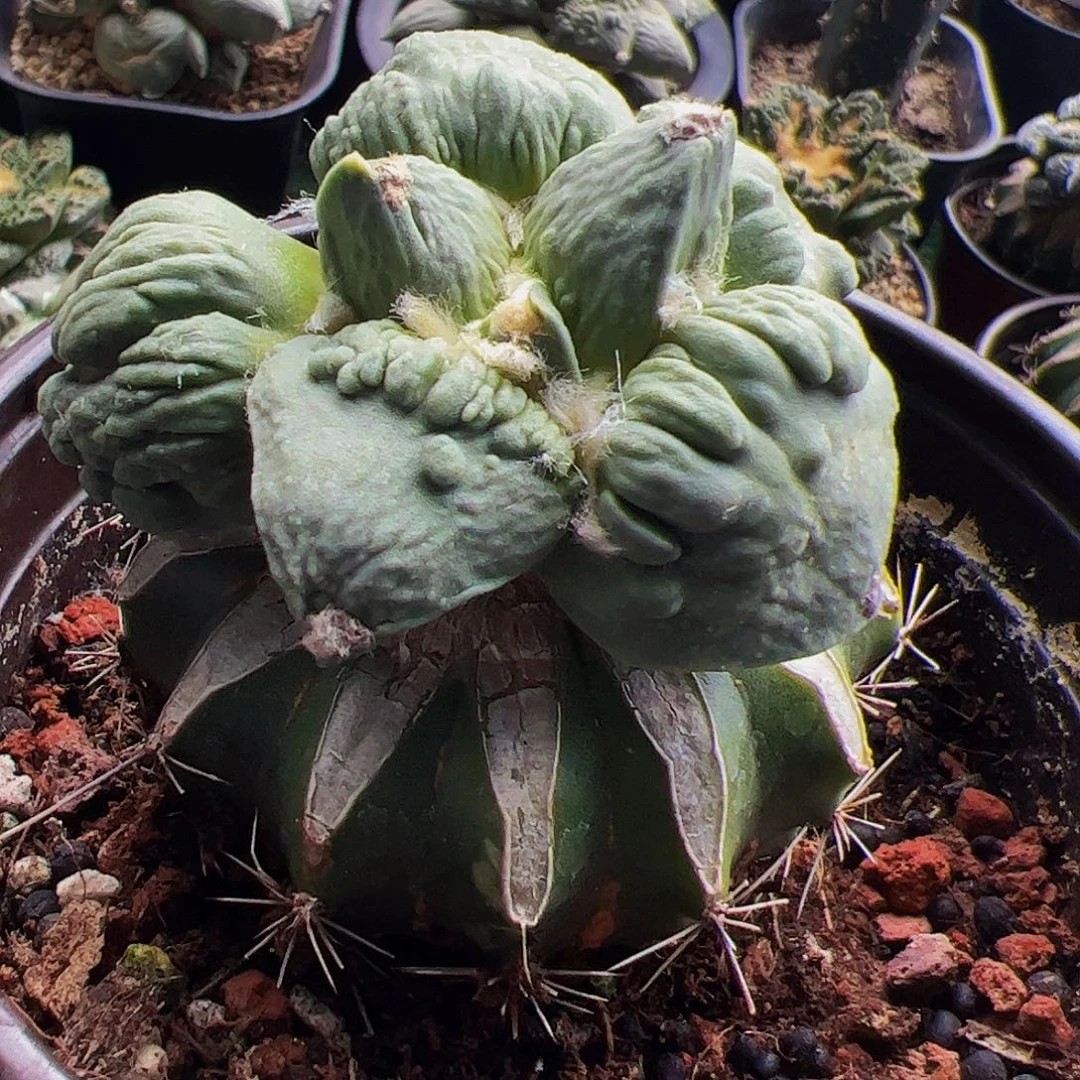 无花朵福利瀑布尤大尤怒涛牡丹760