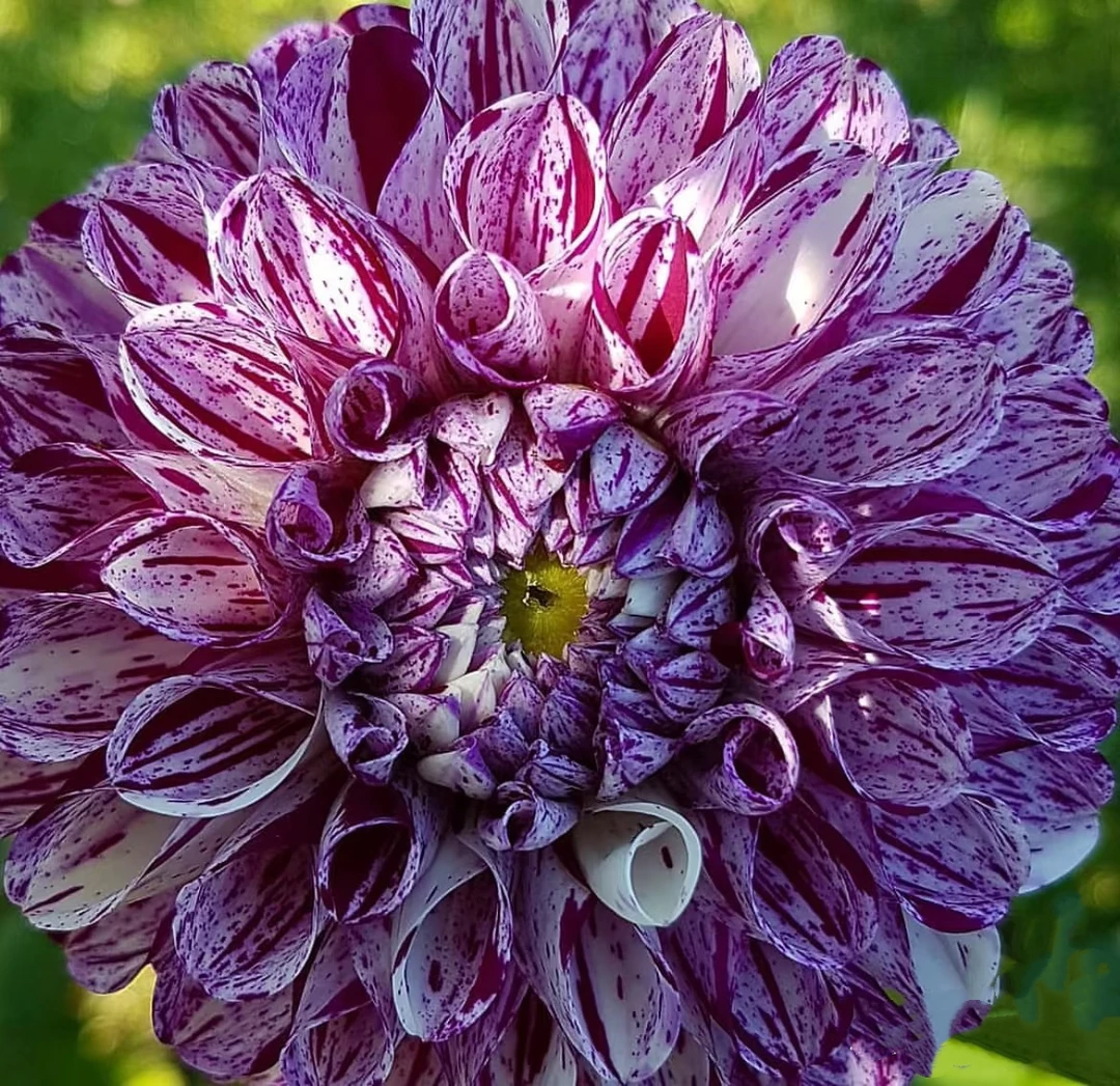 【大理石球】进口大丽花种球花卉送肥料