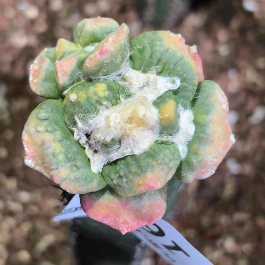 162 仙人球的比赛将于