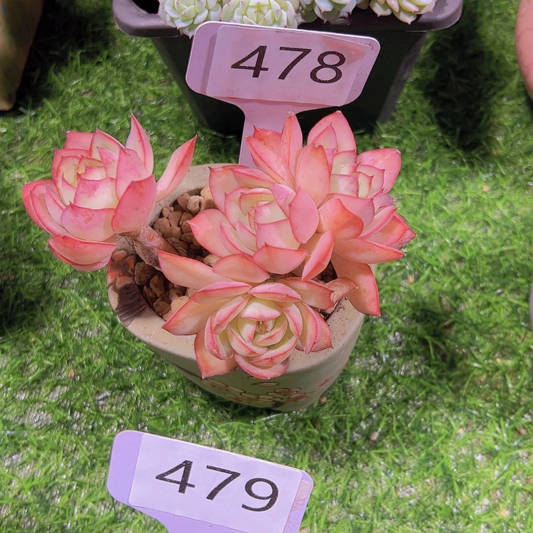 (****寻478牡丹亭缀化28元