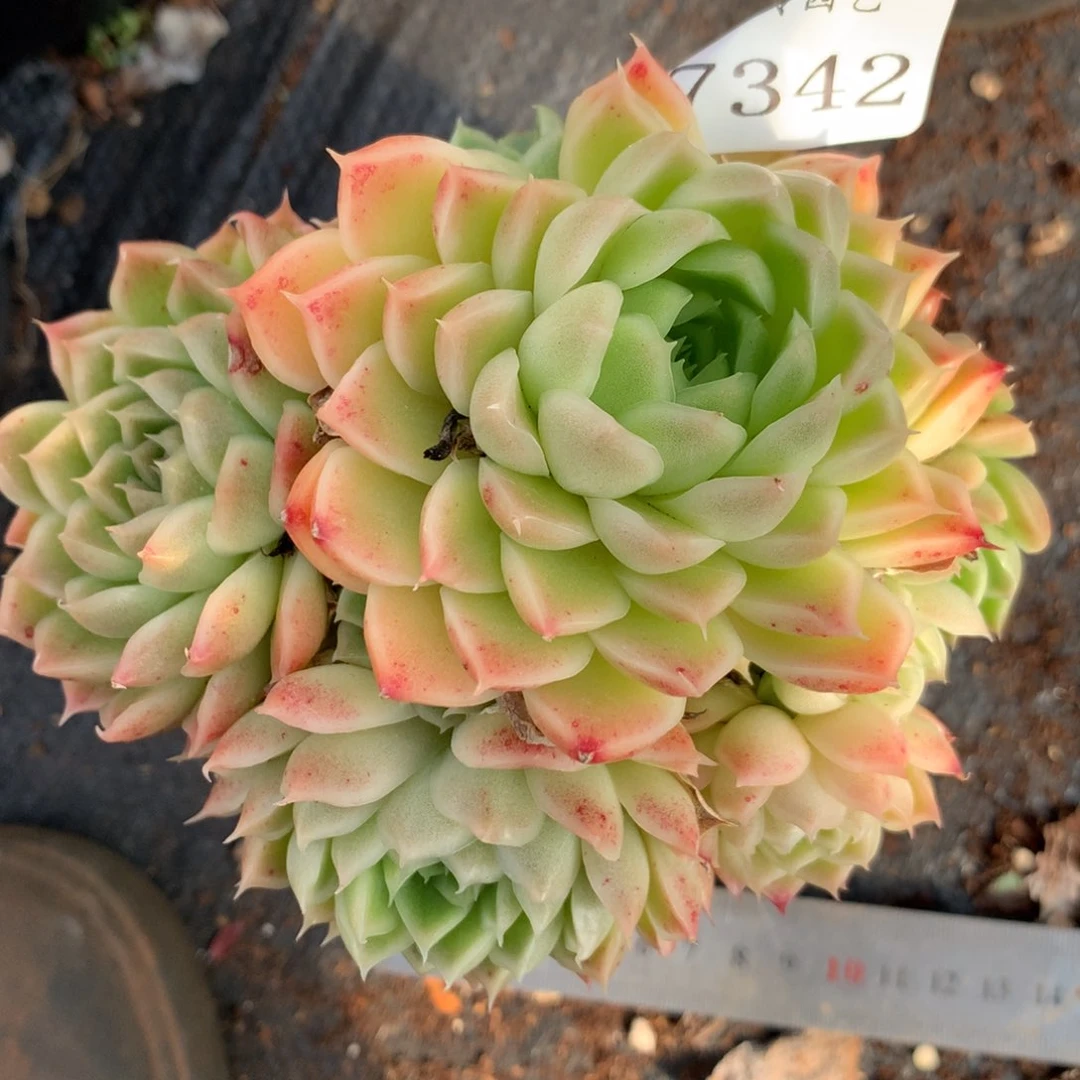 7342杂交多肉老桩