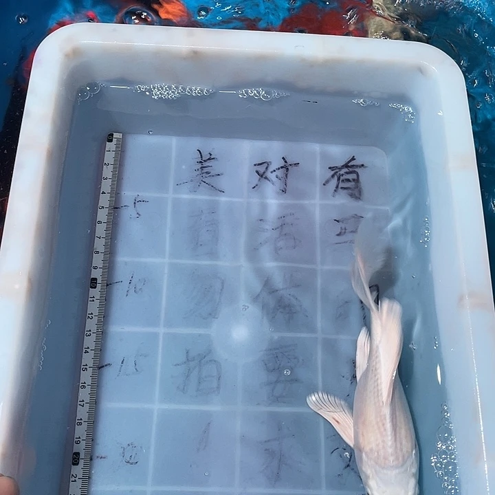 蝴蝶鲤鱼渔场直发12