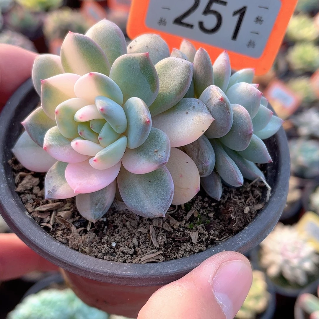 251号多肉花脸梦露