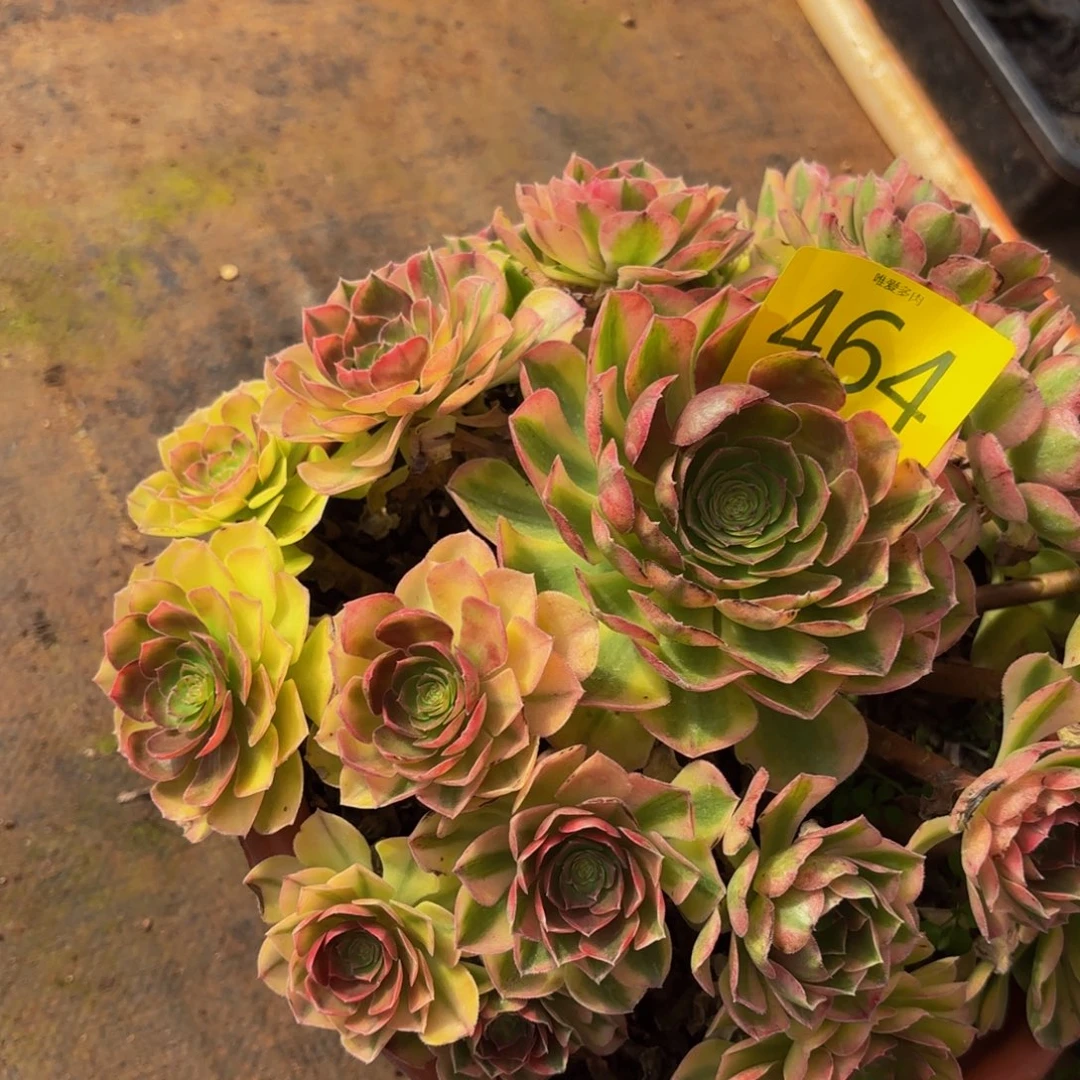 哈哈多肉葡萄福利多多464