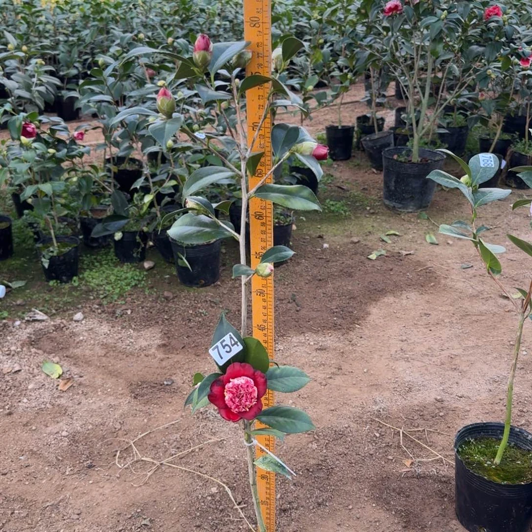 少量花朵（建议范围：2朵-5朵 或40%以下）754口红