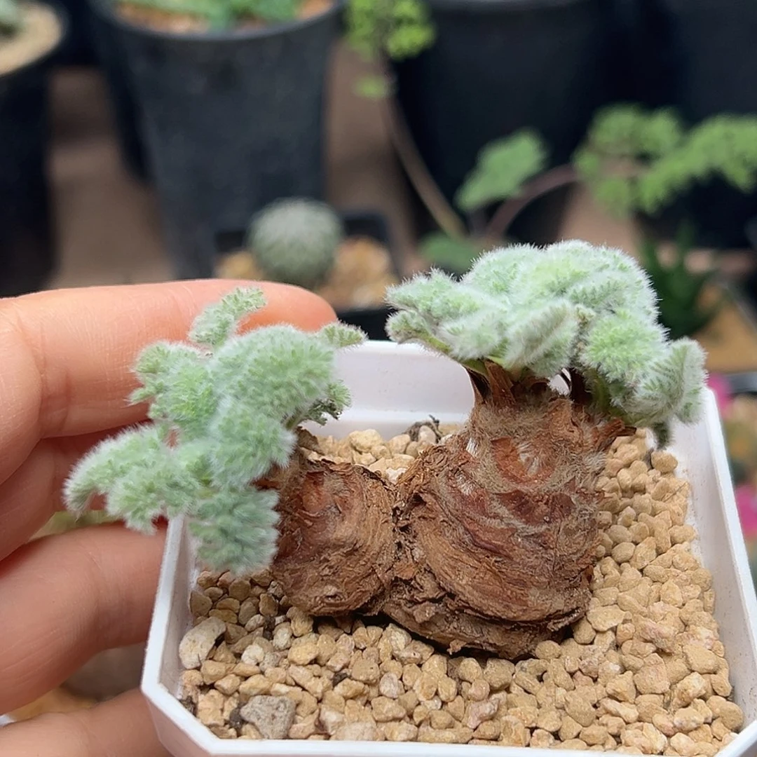 羽叶洋葵双头一颗一颗