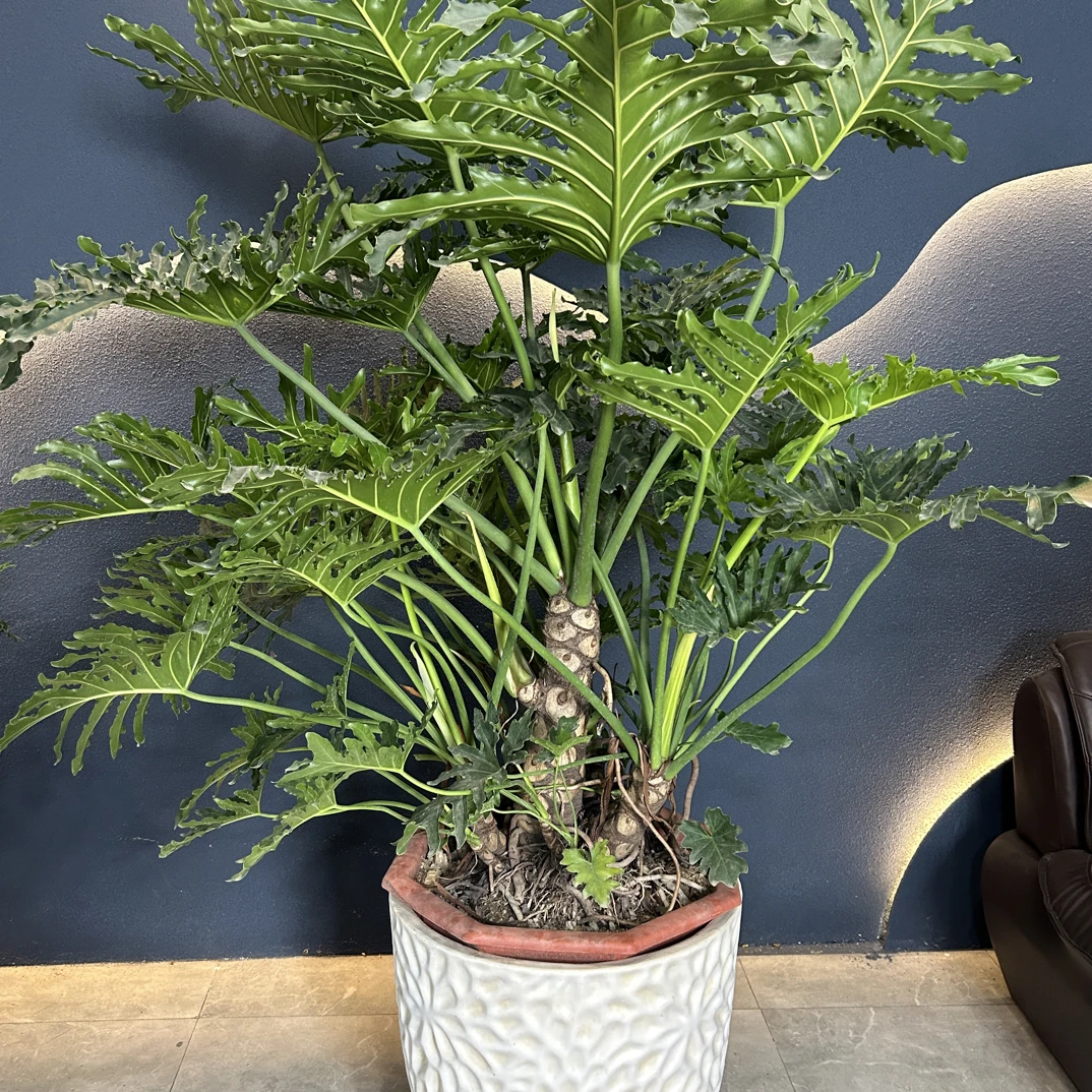 高桩龙鳞春羽老桩盆栽室内大型大叶绿色植物