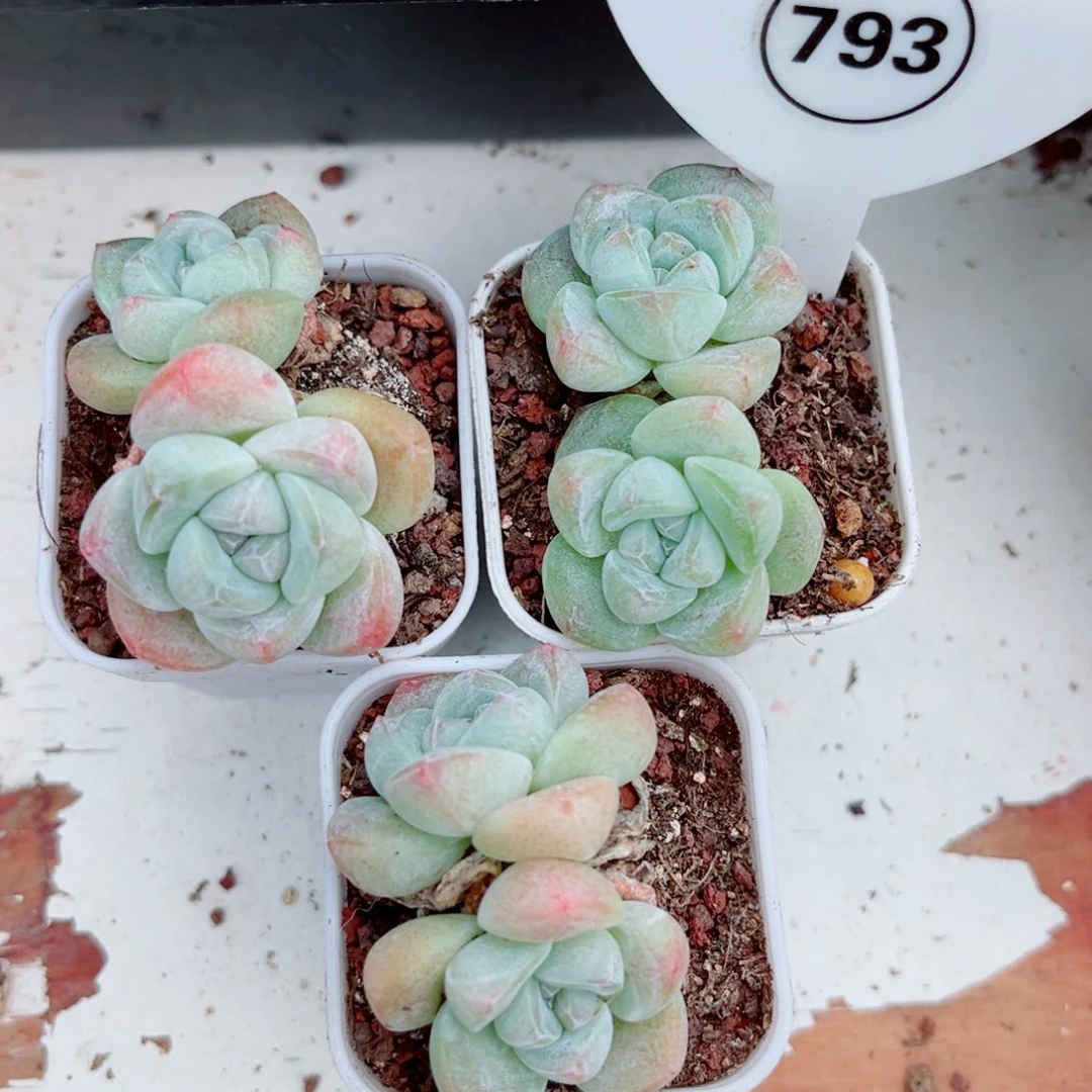 793号冰玉双头3颗组合