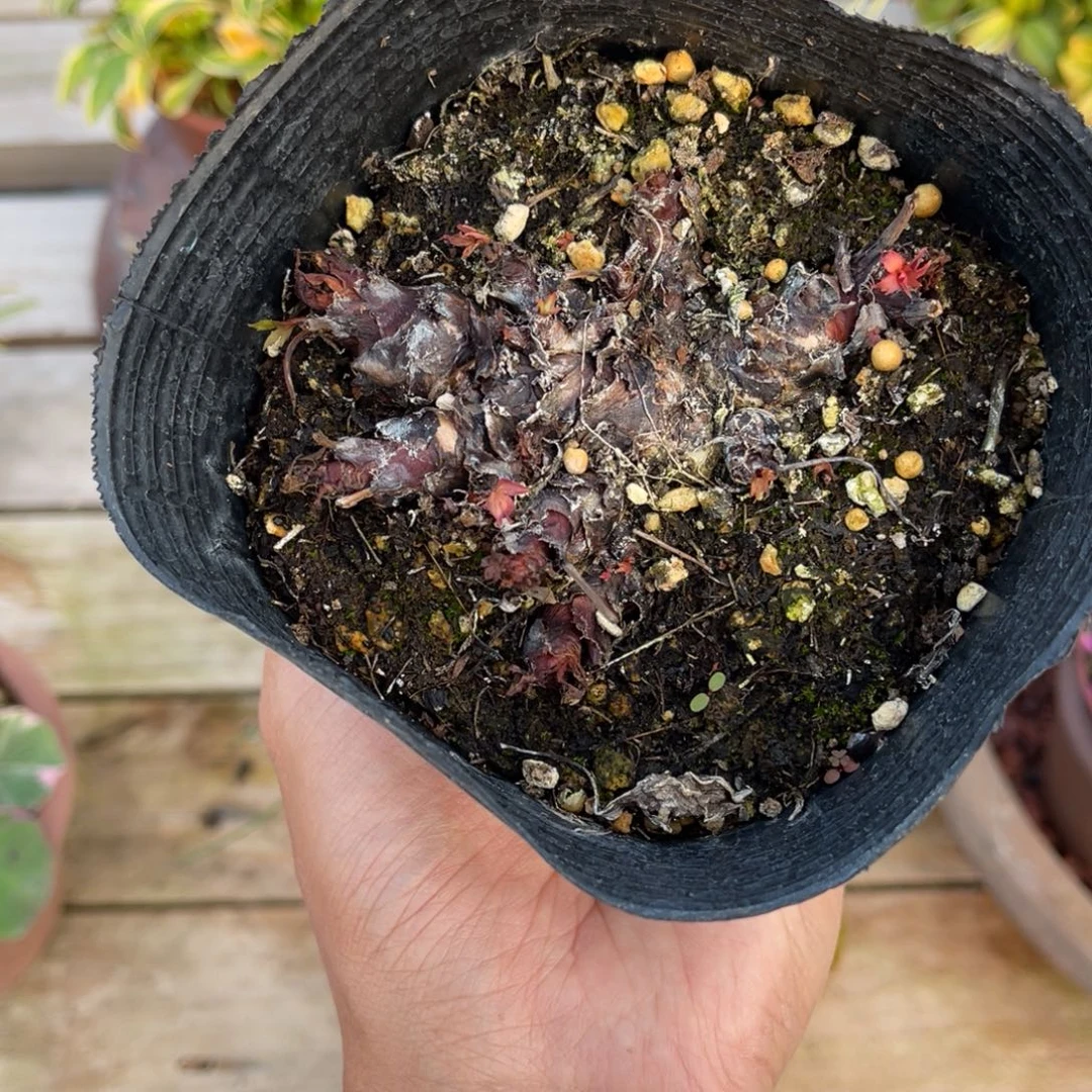 未***見完全开放盆栽植物