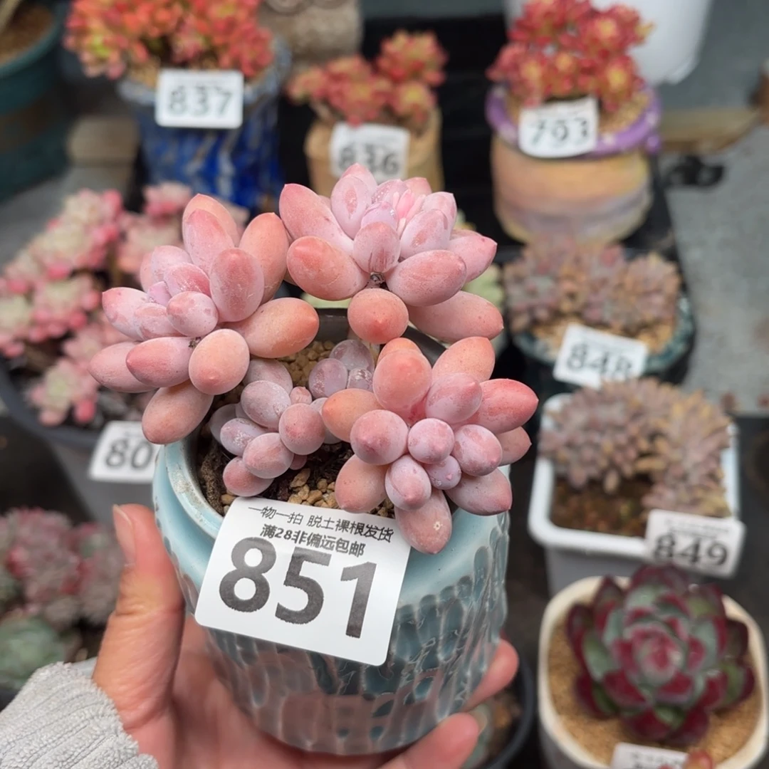 汤圆多肉无盆土发货