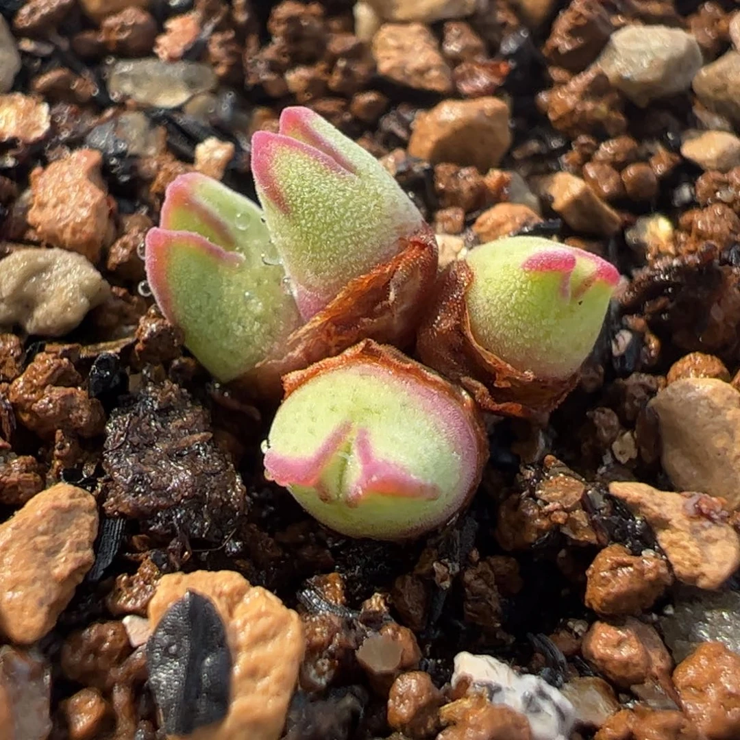 6663多肉植物组合