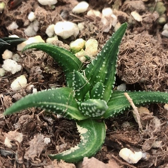 硬叶锦硬叶锦多肉