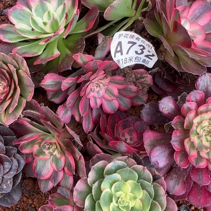 多肉法师淘宝福利