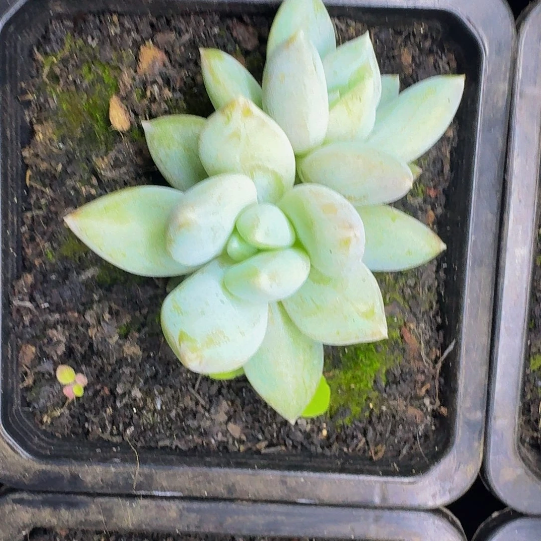 伊丽莎白 一物一拍