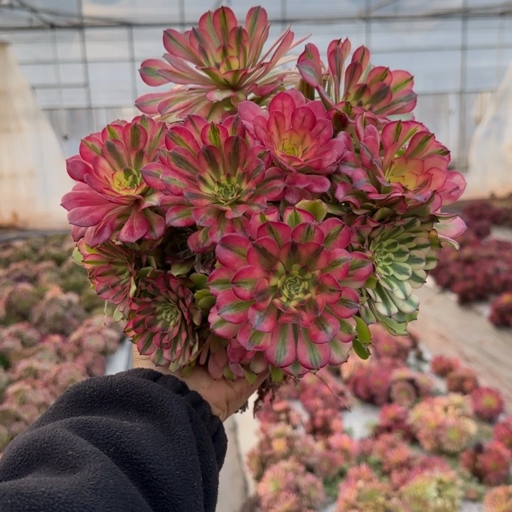 沙黄多肉法师冠服20cm