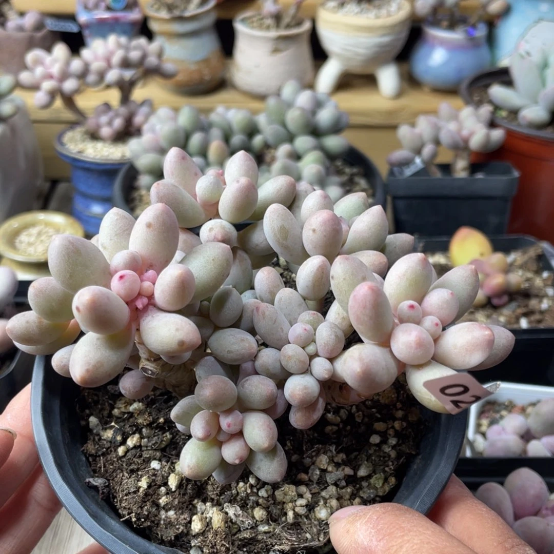 仙子奶酪群生多肉