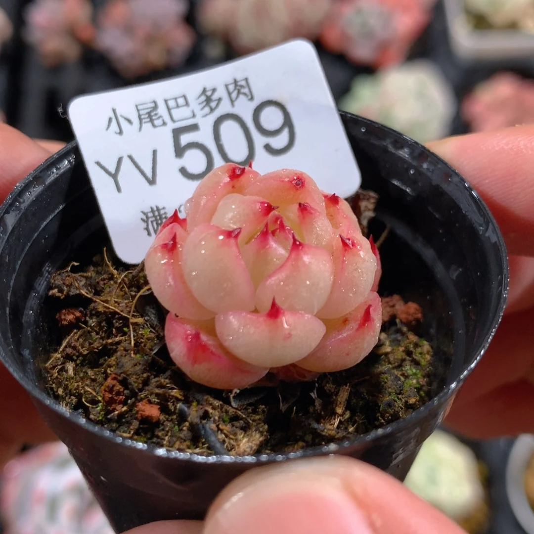 5CM拇指盆精控多肉YV509