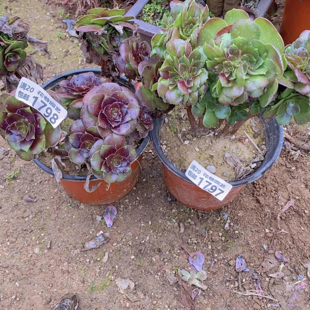 1798-1797 号一物一拍多肉植物