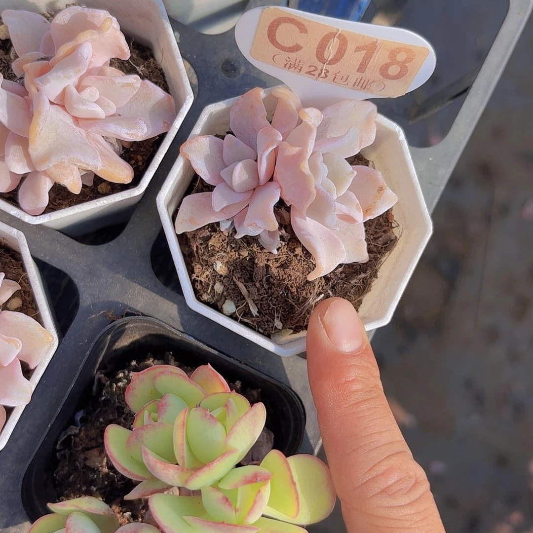 C018饺子皮一物一拍