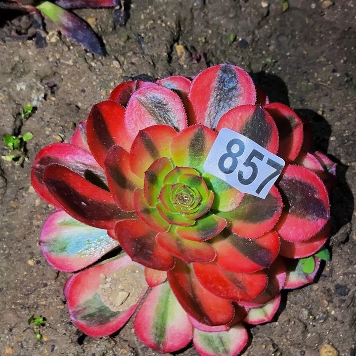 857万七彩多肉植物处理不售后