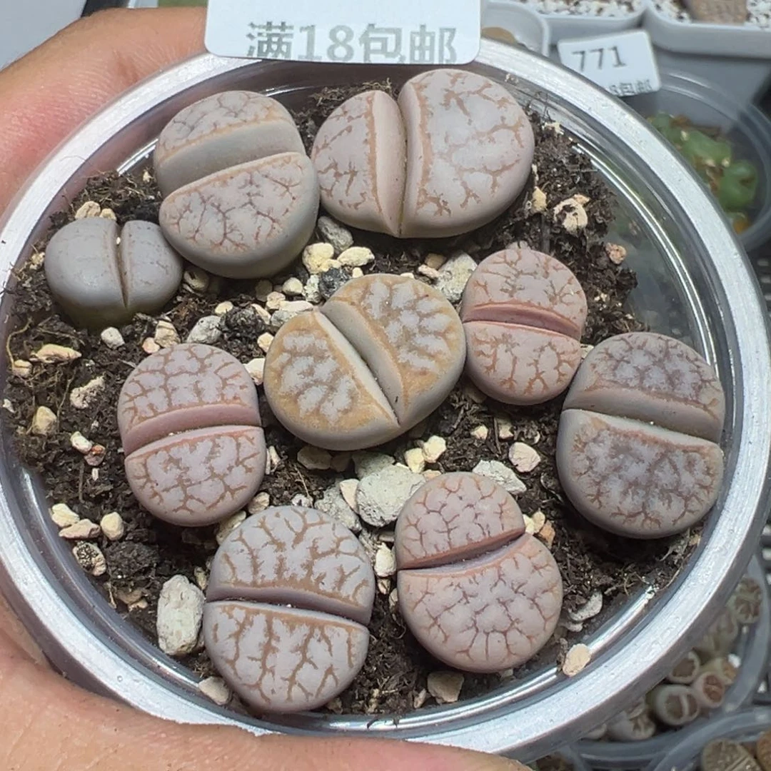 【闪购商品】 775。