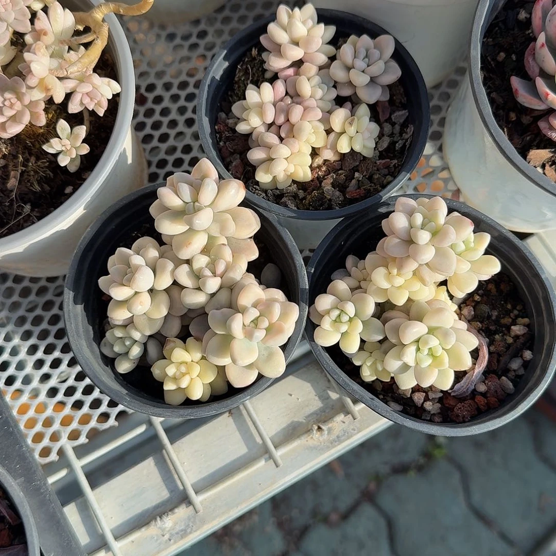 艾伦锦多肉植物精品