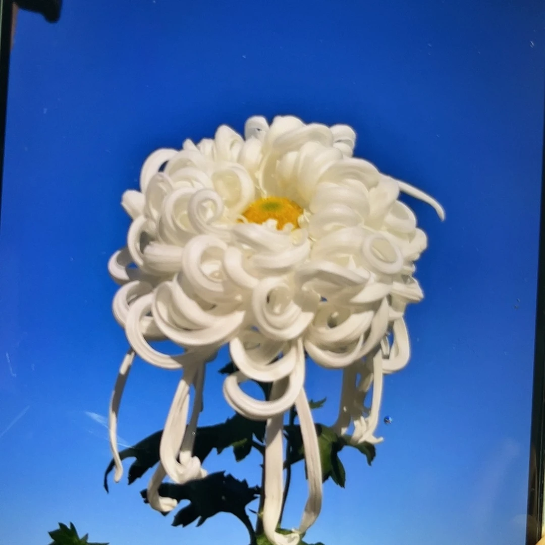 完全开放大菊（瑞云殿）1枝