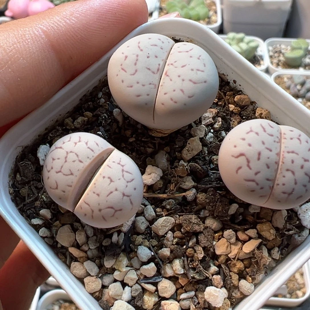 456多肉植物种类多样