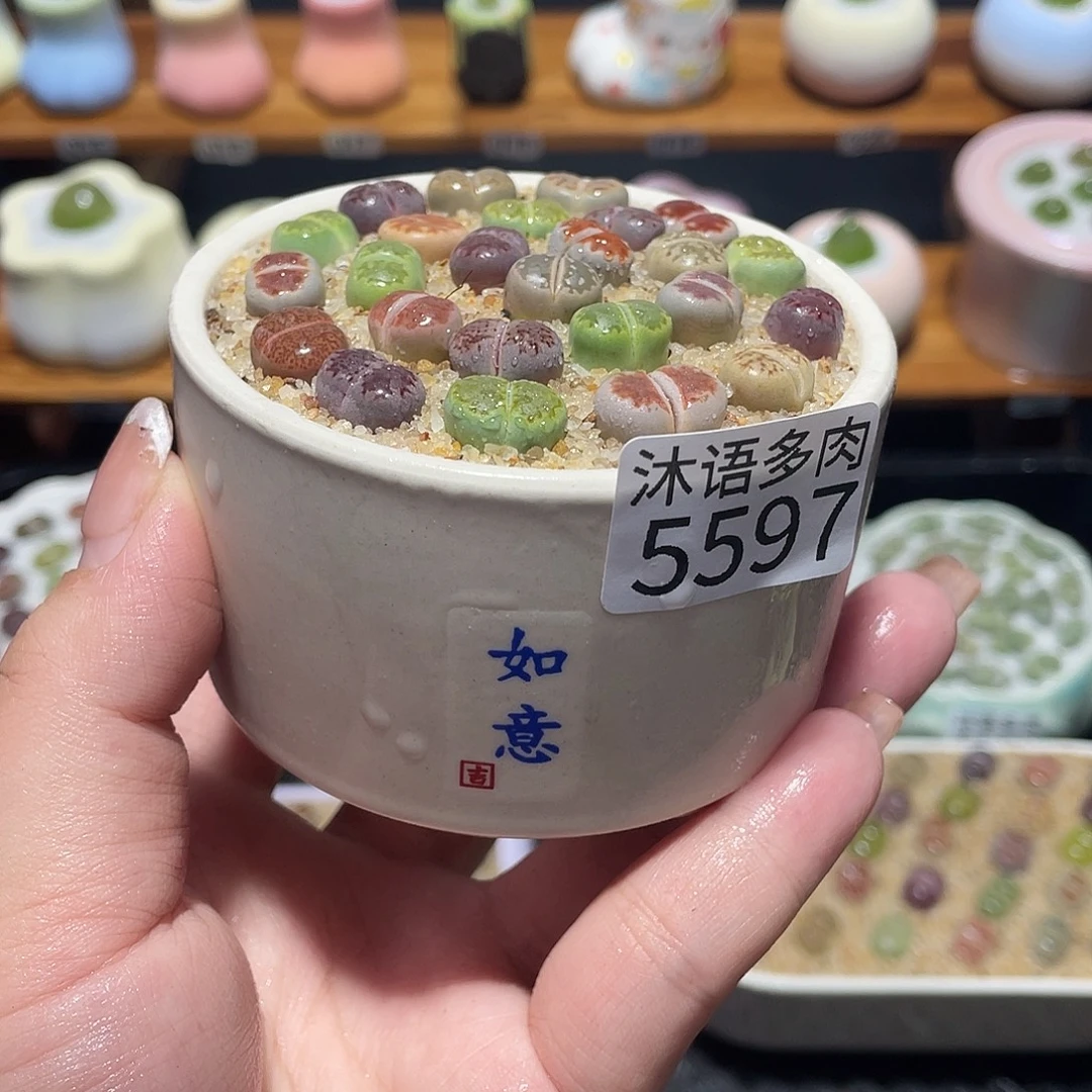 带盆土植物 一物一拍5597