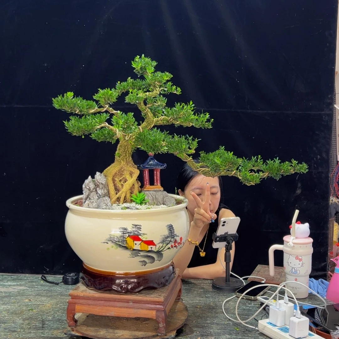 无花朵广东黄杨四季常青