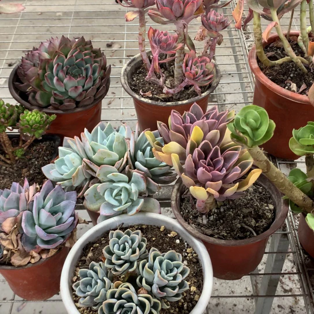 用****6多肉植物群生一物一拍