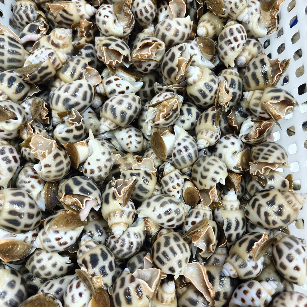 鲜活花螺海鲜（500g）抖音小时达花螺同城送