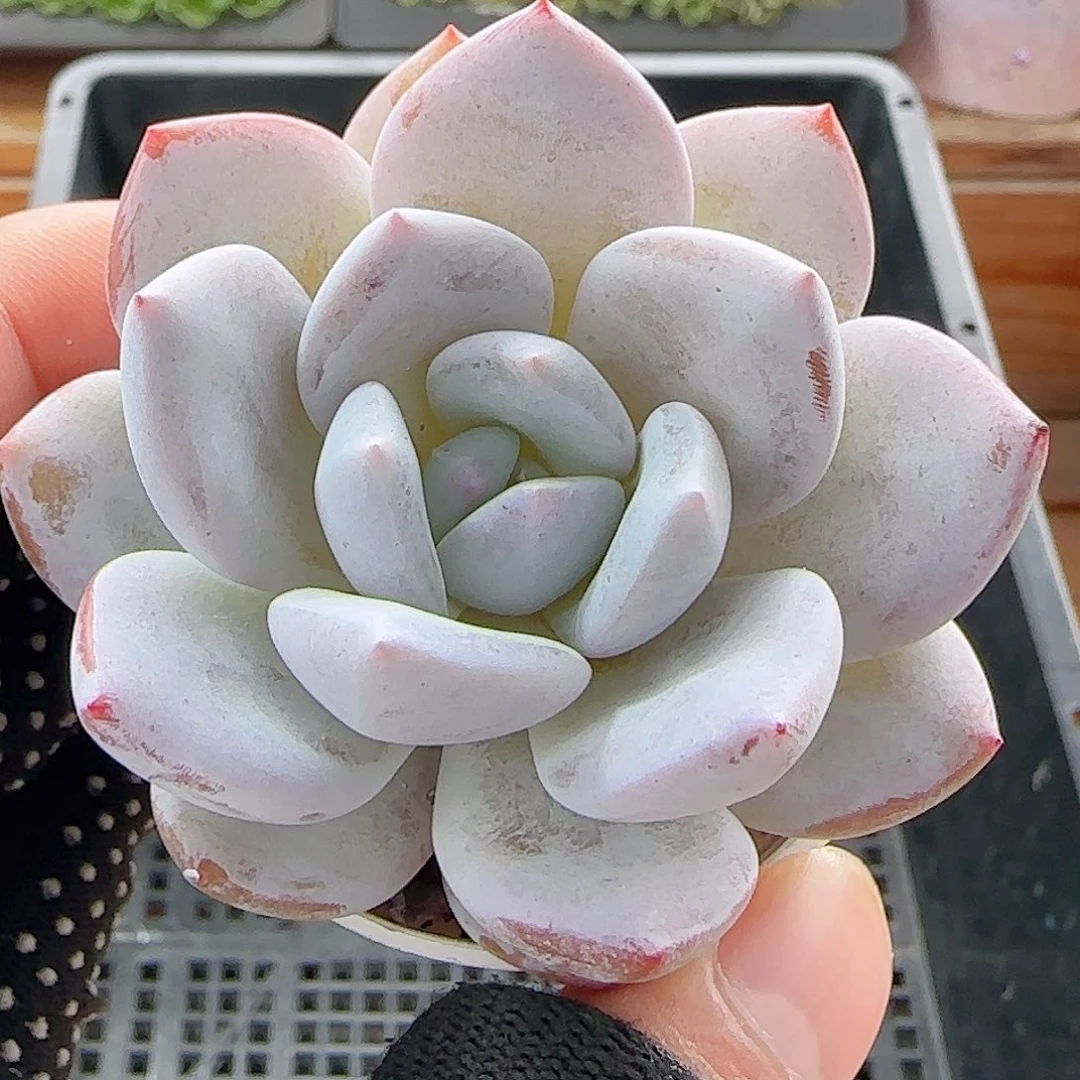 多肉1008--300福利