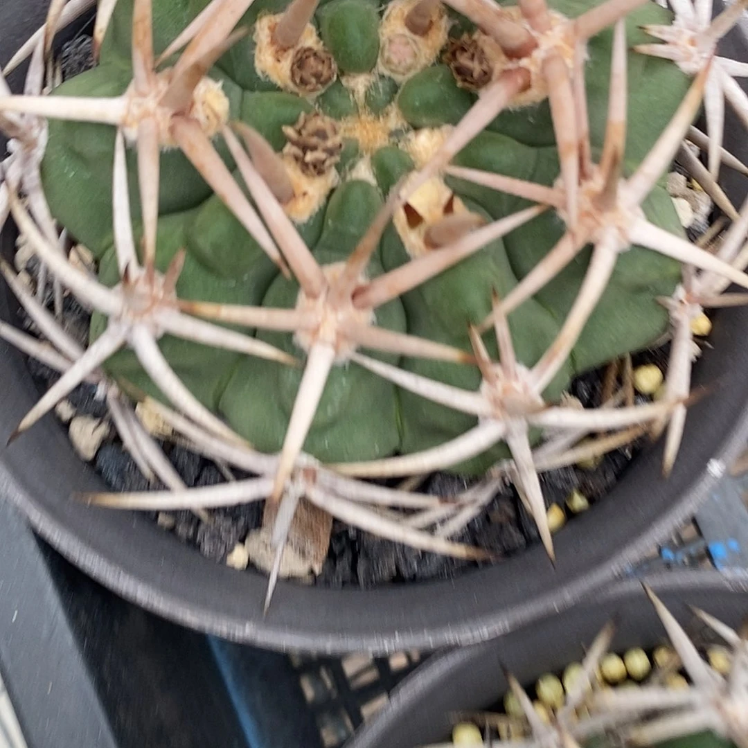 夜***雨仙人球……仙人球开花