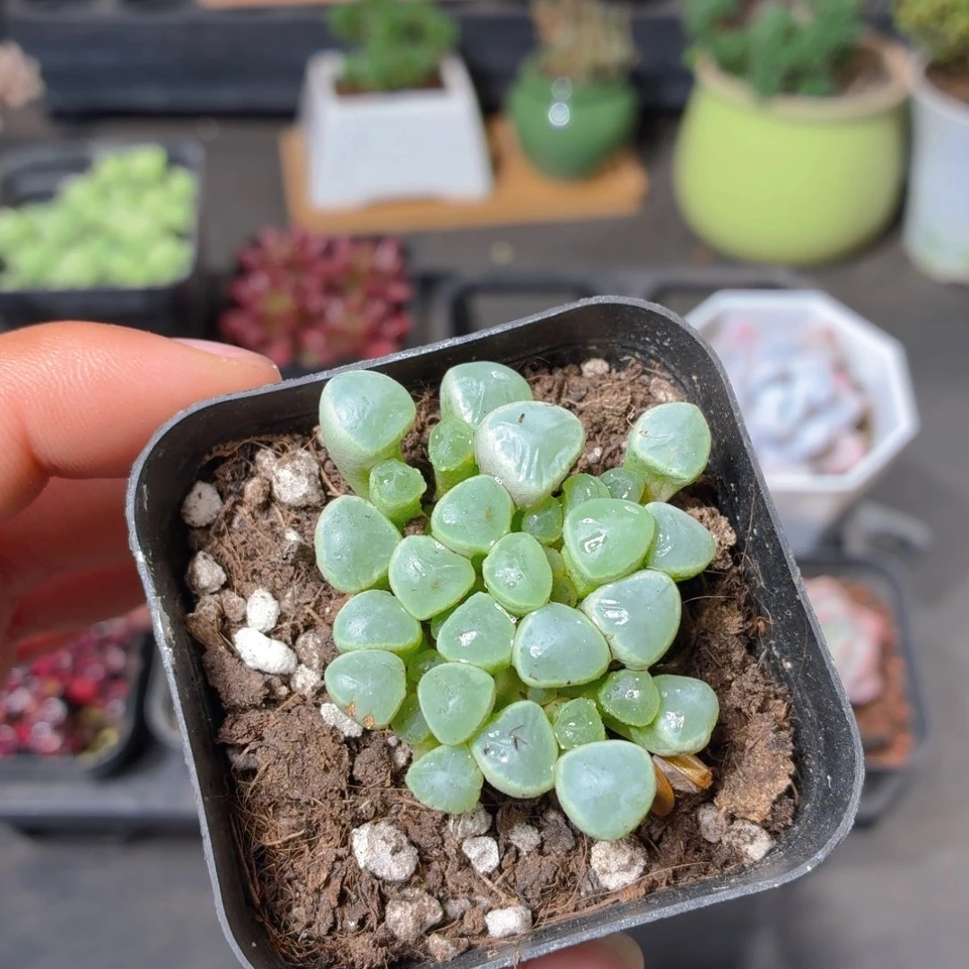五十灵玉多肉9.9包邮发货