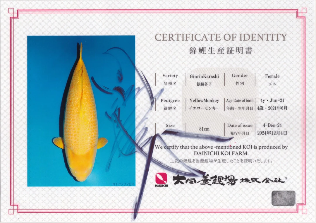 鲤信APT进口大日黄猿明4岁立鲤种鱼25年鱼苗