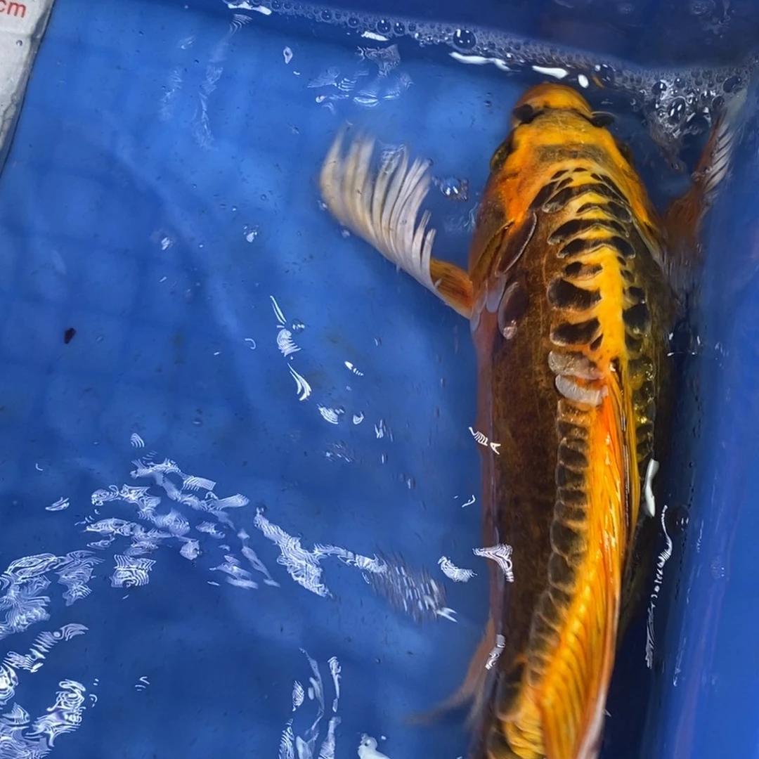 锦鲤冷水锦鲤包邮