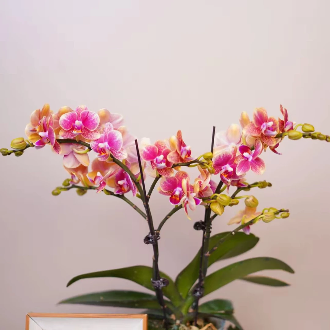明兰花卉 蝴蝶兰【金蝶】 带花带花苞开花株发货