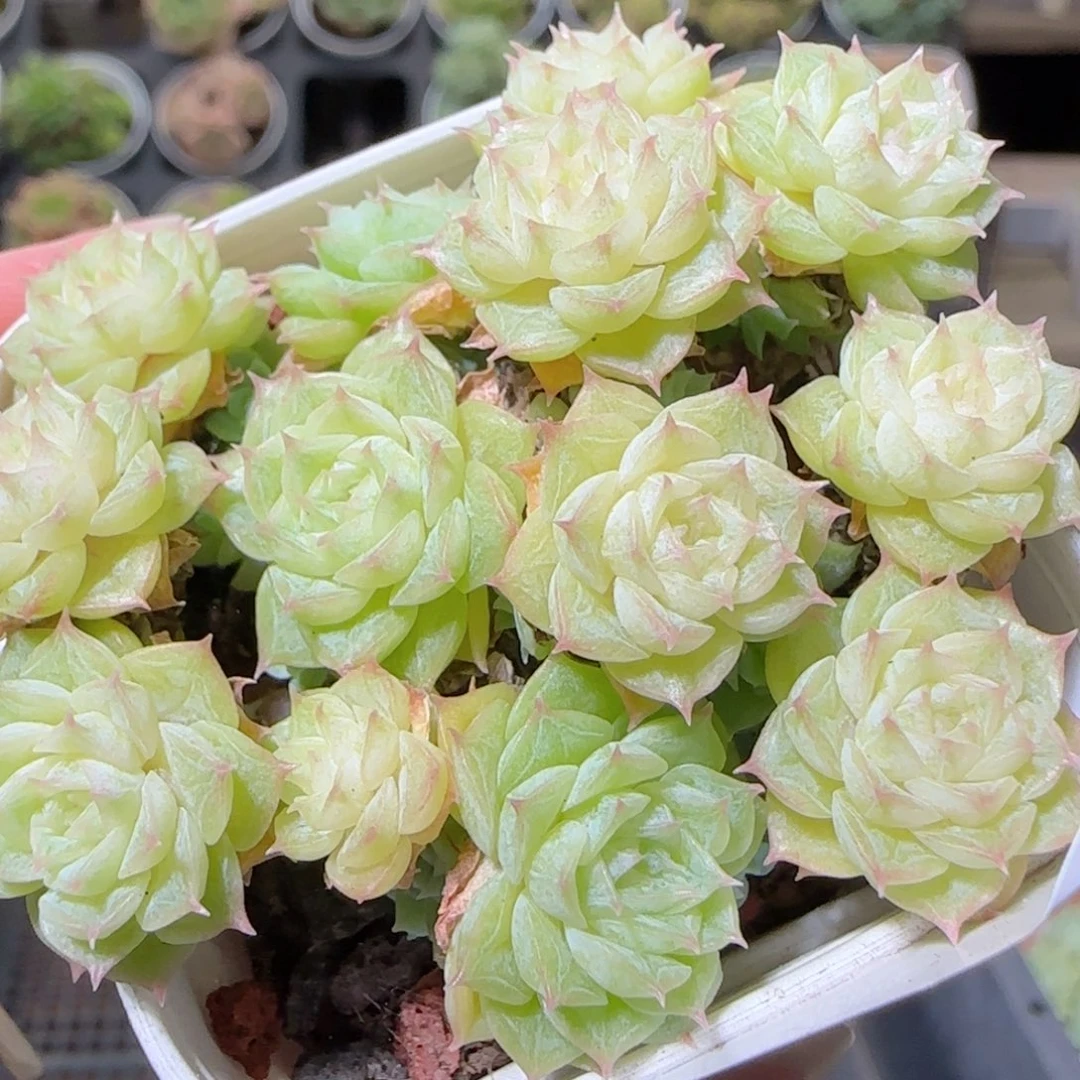 花语逸镜1025-90麦秆散
