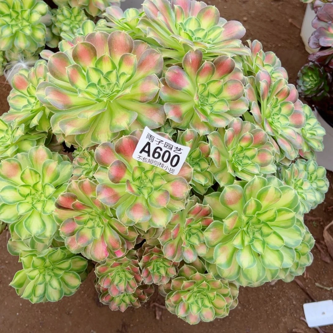 600韶华尺寸35左右