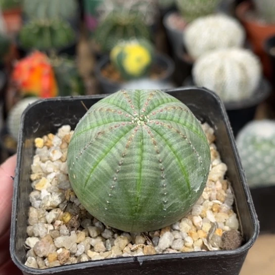 当前无花栽培后可以开花实生欧布