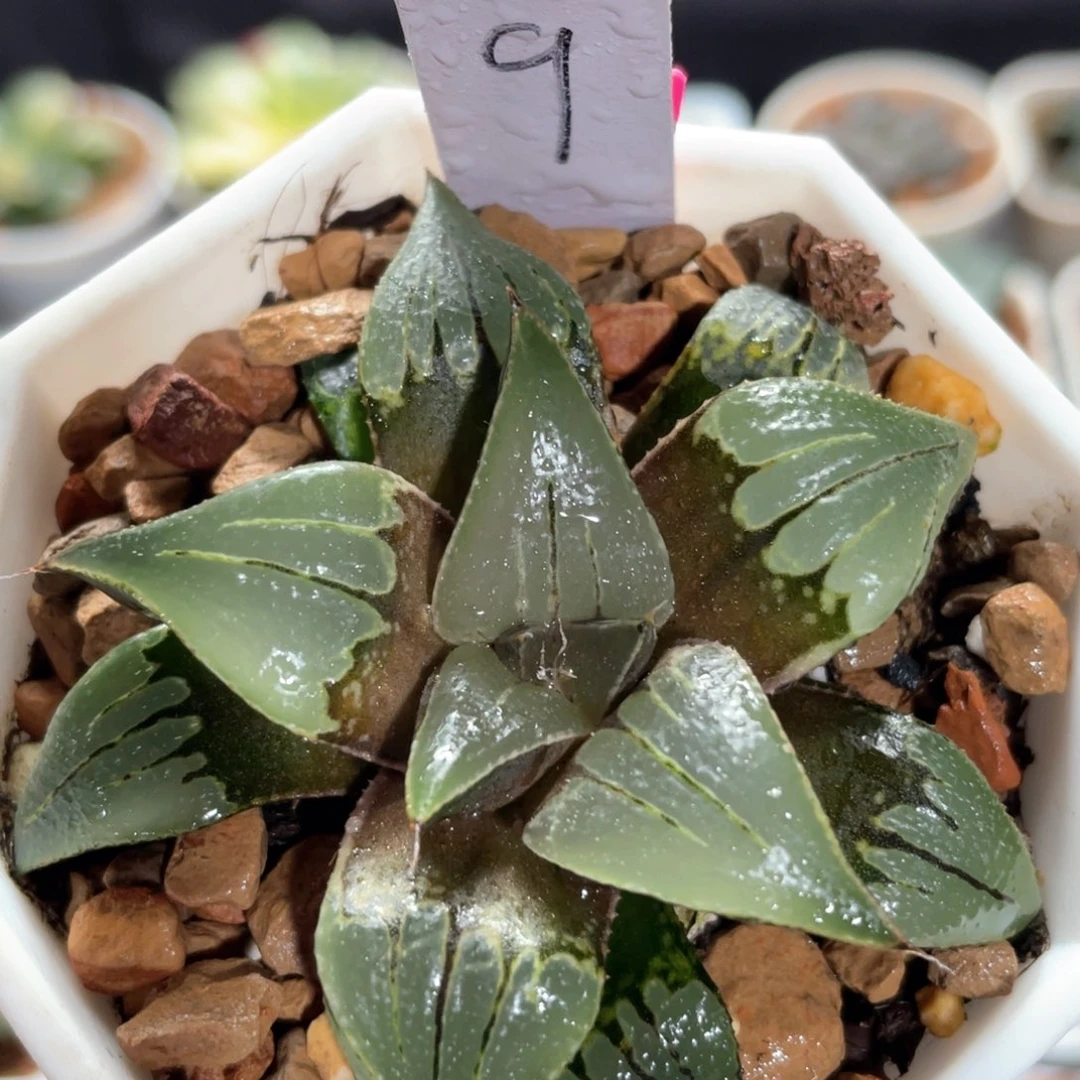 9实生芭提雅。