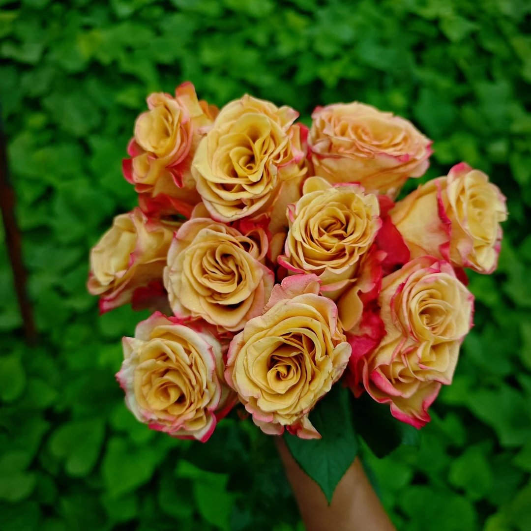 新品进口切花爱尔兰咖啡