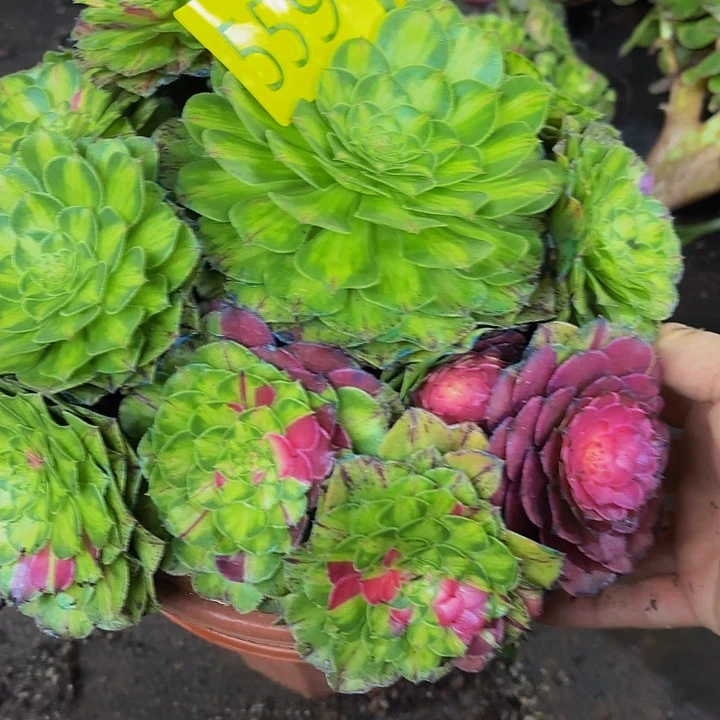 哈哈多肉葡萄知否的559