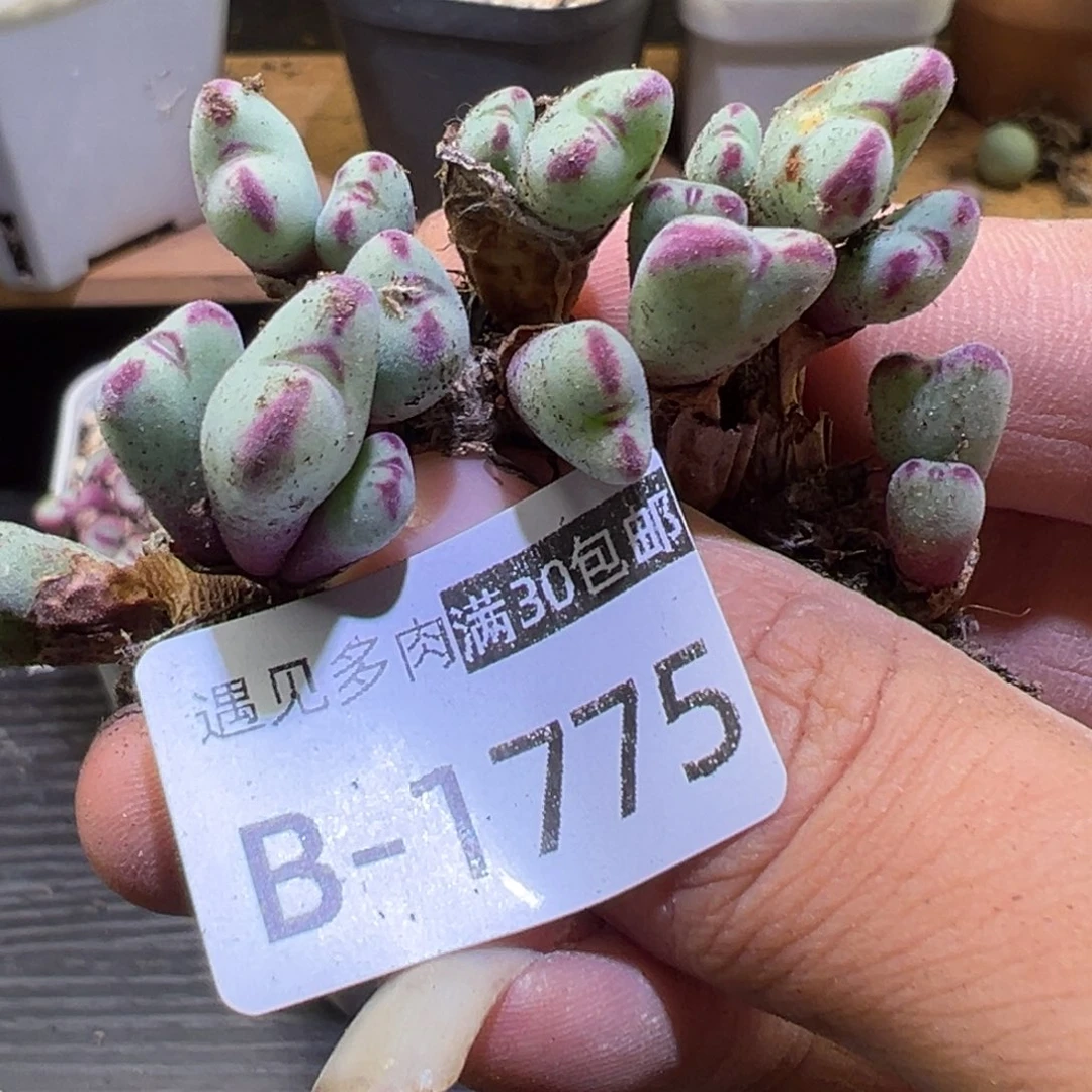 多肉植物111111111111