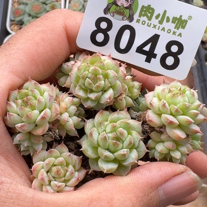 多肉植物多肉植物