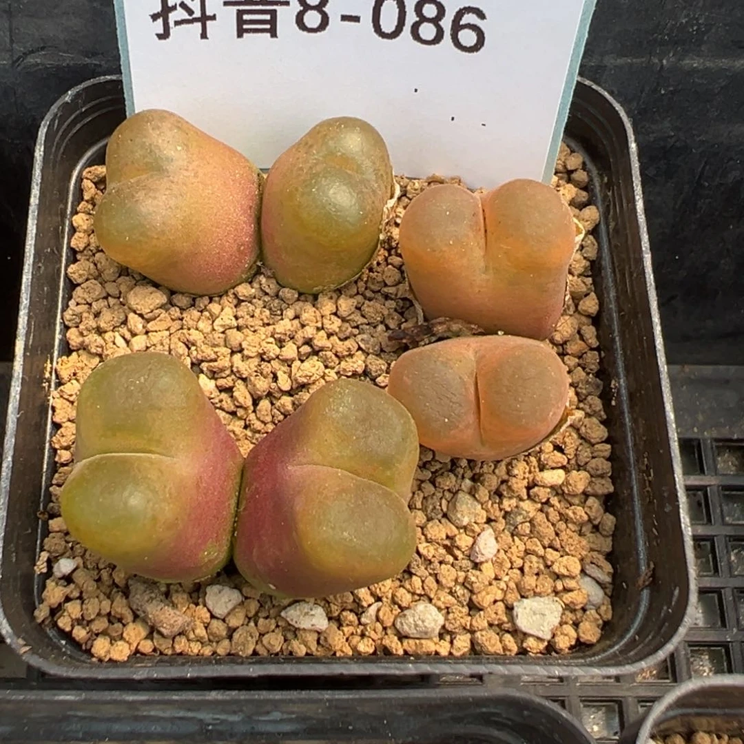 8-86肉锥多肉植物，